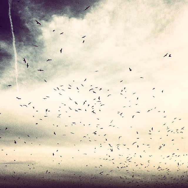 15975767871_27a354fc3e_o