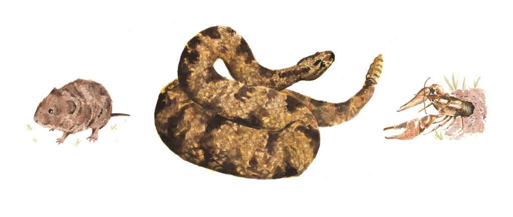 rattlesnake