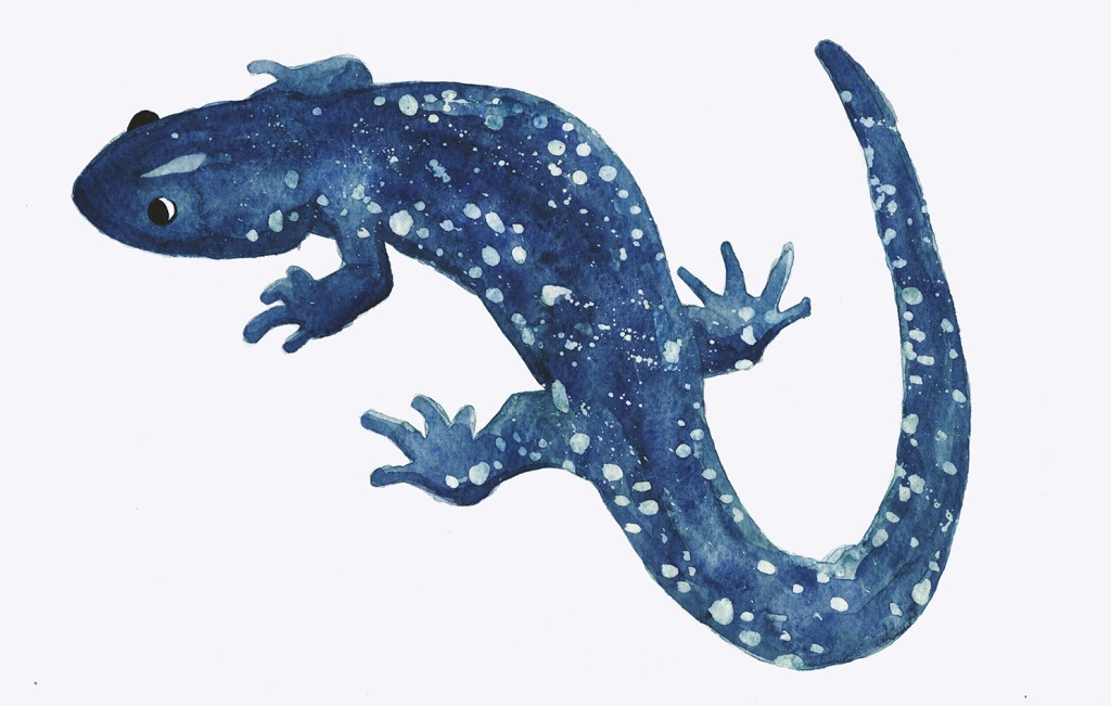 wsalamander